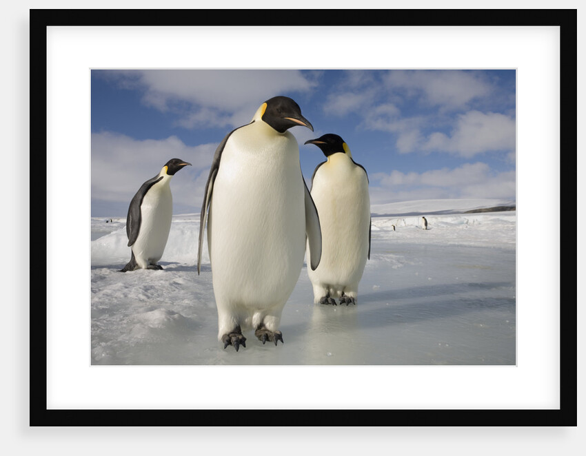 Emperor Penguins in Antarctica by Anonymous