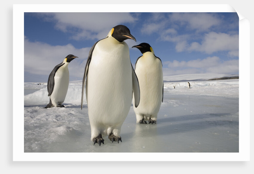 Emperor Penguins in Antarctica by Anonymous