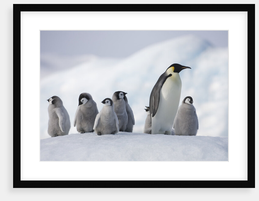Emperor Penguins in Antarctica by Anonymous