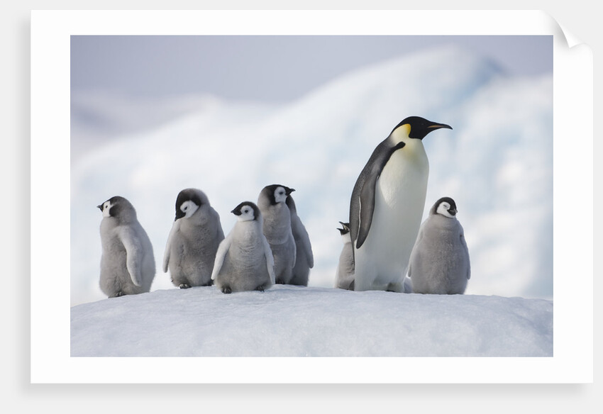 Emperor Penguins in Antarctica by Anonymous