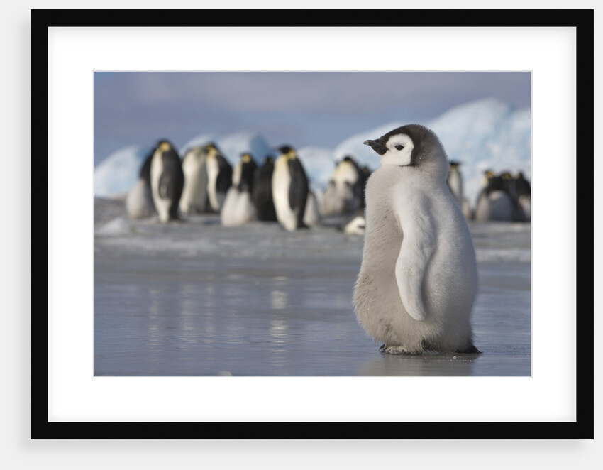 Emperor Penguin Chick in Antarctica by Anonymous