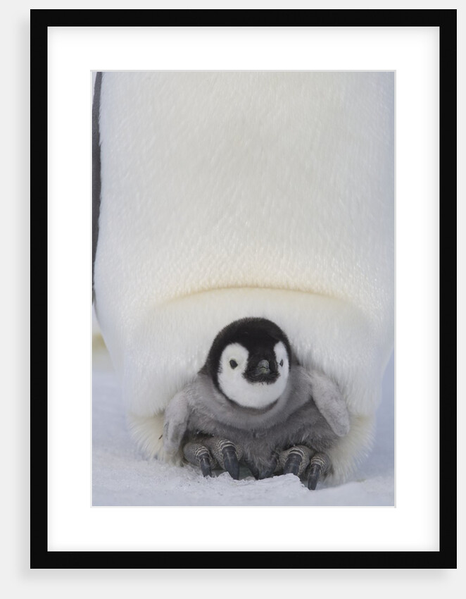 Emperor Penguin Chick on Mother's Feet by Anonymous