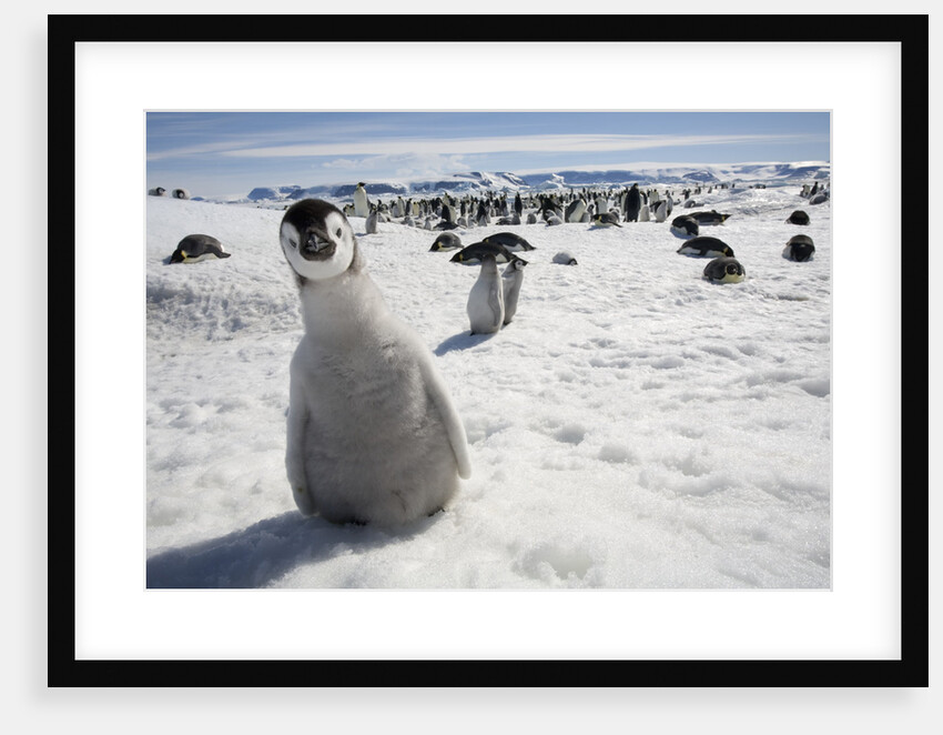 Emperor Penguin Chick in Antarctica by Anonymous