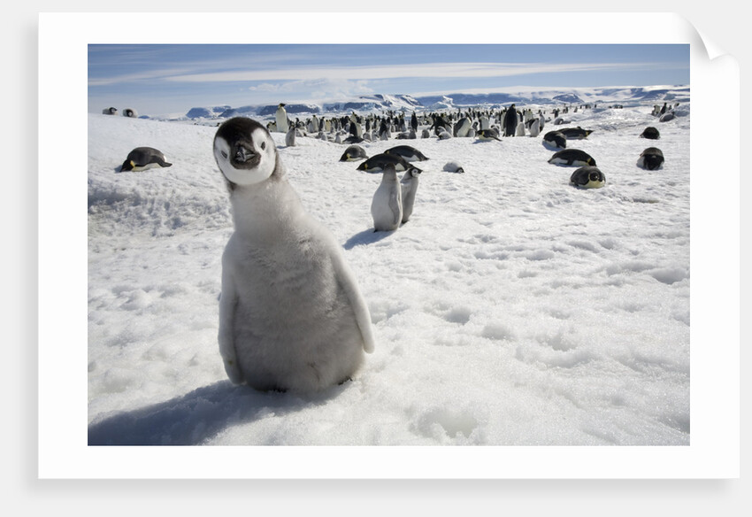 Emperor Penguin Chick in Antarctica by Anonymous