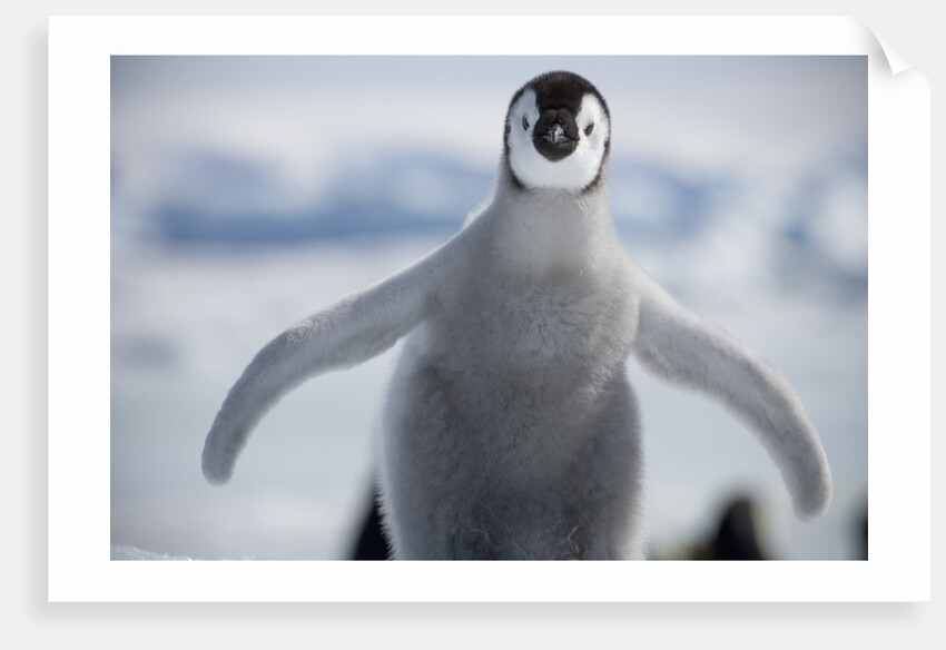 Emperor Penguin Chick in Antarctica by Anonymous