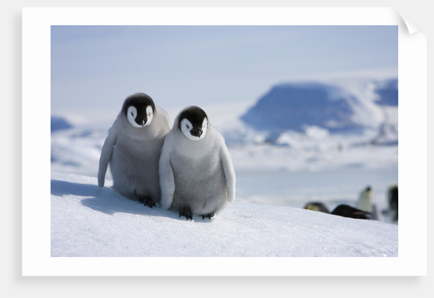 Emperor Penguin Chicks in Antarctica by Anonymous