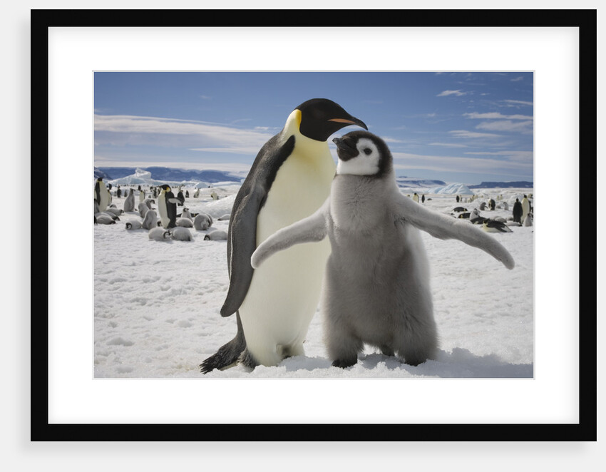 Emperor Penguin and Chick in Antarctica by Anonymous
