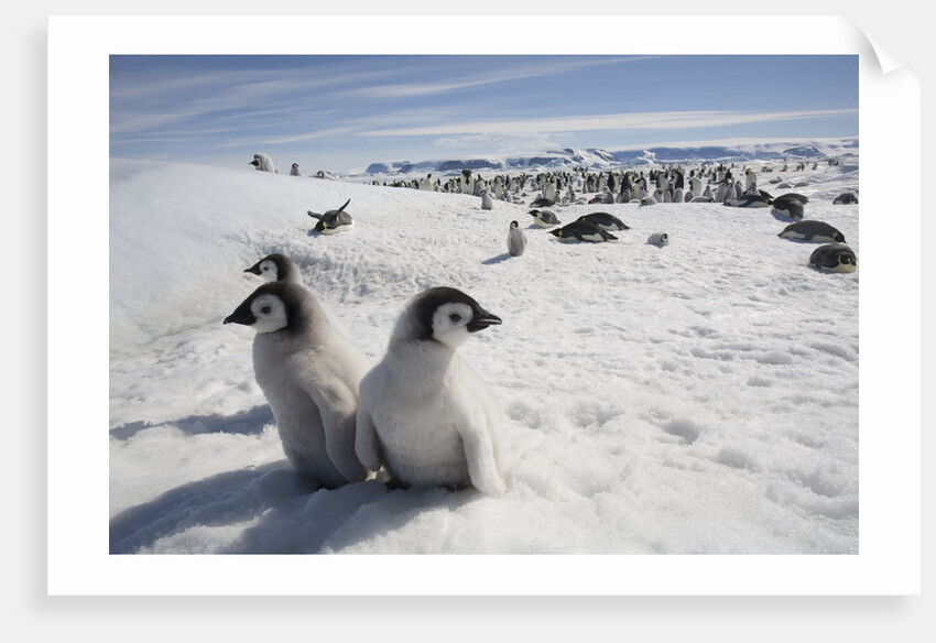 Emperor Penguin Chicks in Antarctica by Anonymous