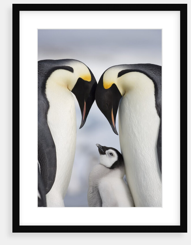 Emperor Penguins and Chick in Antarctica by Anonymous