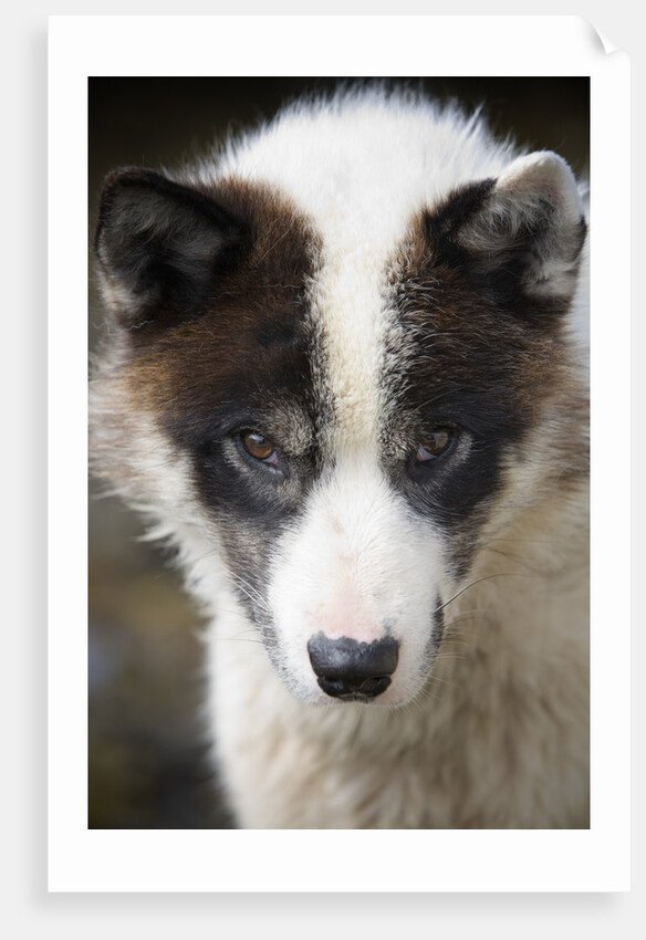 Close-up of Sled Dog by Anonymous