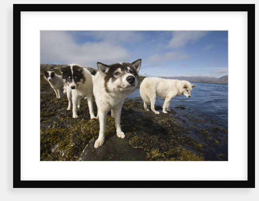 Sled Dogs in Sisimiut by Anonymous