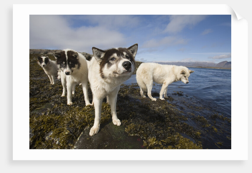 Sled Dogs in Sisimiut by Anonymous