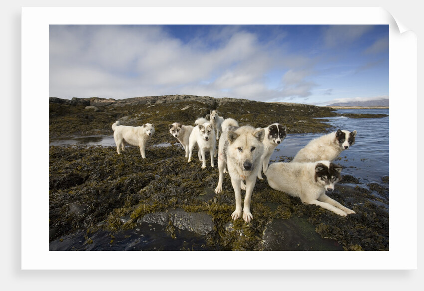 Pack of Sled Dogs by Anonymous