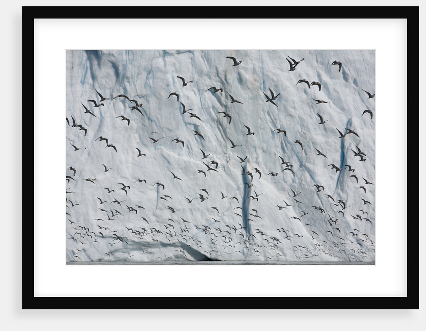 Seabirds and Equip Sermia Glacier by Anonymous