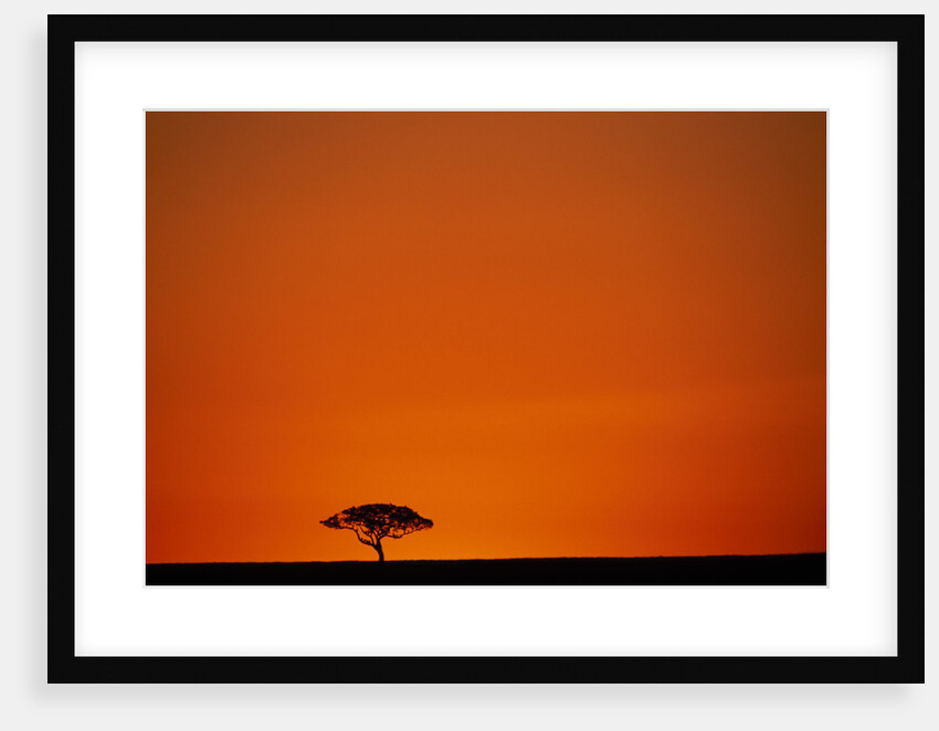 Lone Acacia Tree at Sunrise by Anonymous