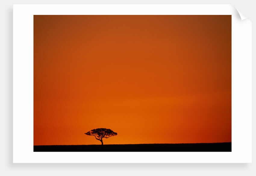 Lone Acacia Tree at Sunrise by Anonymous