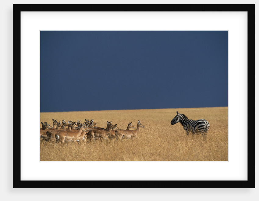 Herd of Impala Facing a Zebra on Savanna by Anonymous