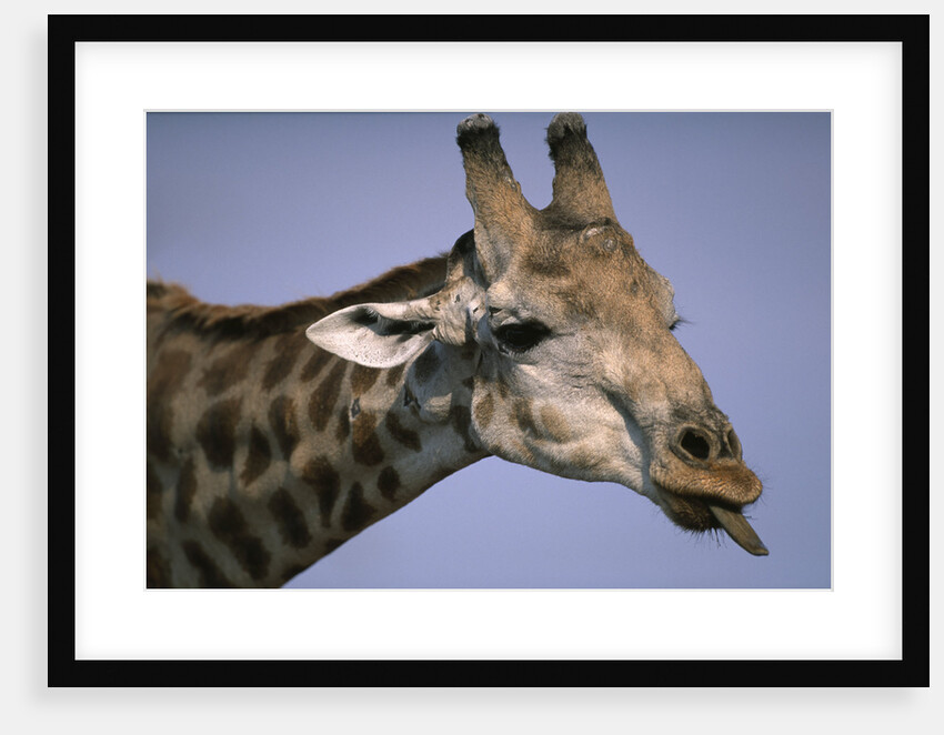 Giraffe Sticking Out Tongue by Anonymous