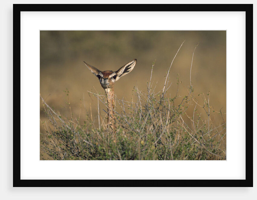 Female Gerenuk behind Bush by Anonymous