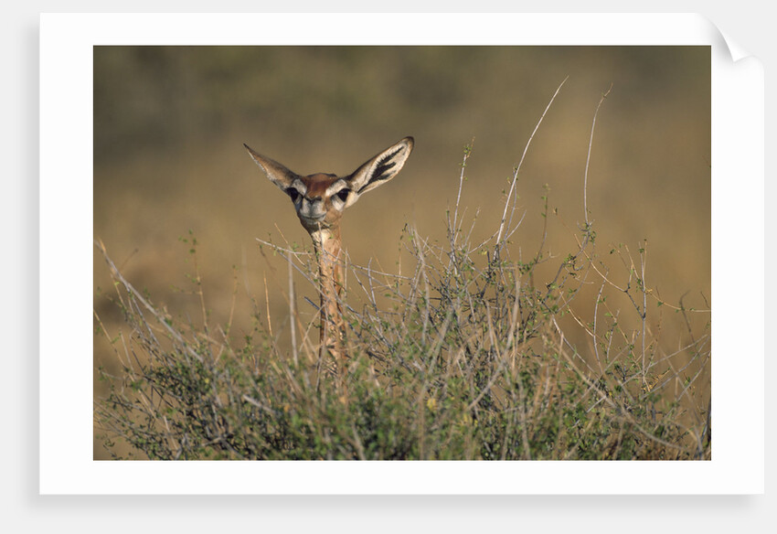 Female Gerenuk behind Bush by Anonymous