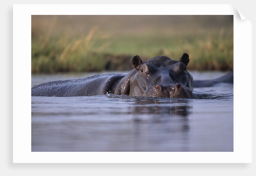 Hippopotamus in River by Anonymous