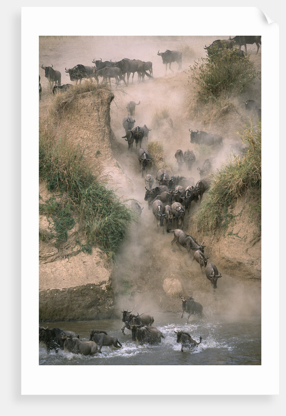 Wildebeests Running into River by Anonymous