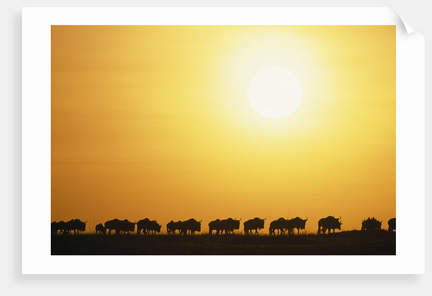Morning Wildebeest Migration by Anonymous