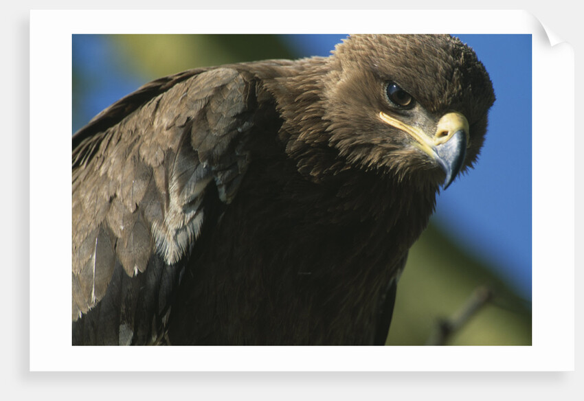 Close-up of Tawny Eagle by Anonymous