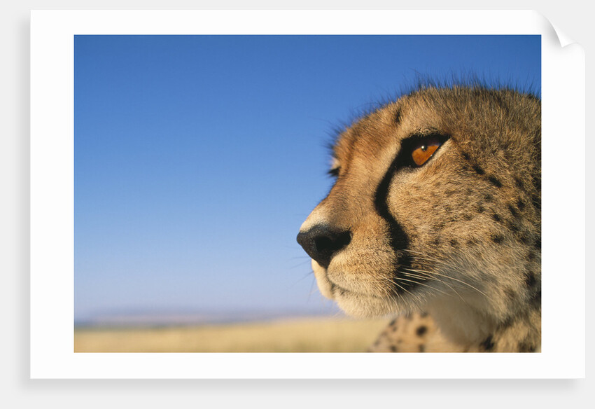 Close-up of Cheetah by Anonymous