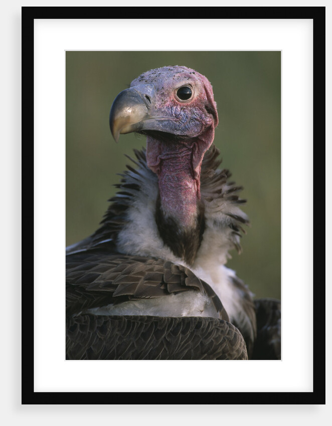 Close-up of Lappet-Faced Vulture by Anonymous