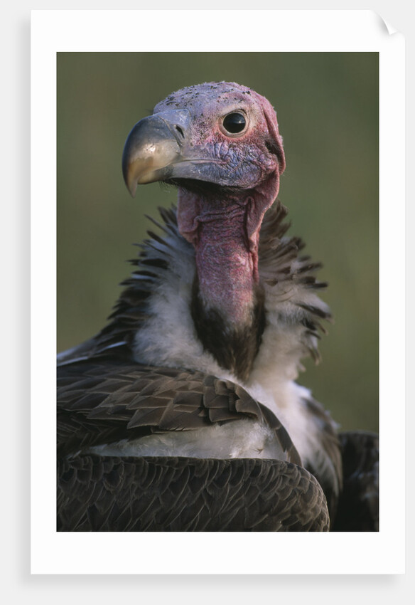 Close-up of Lappet-Faced Vulture by Anonymous