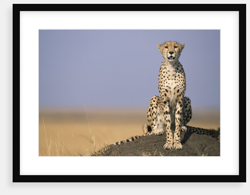 Cheetah on Termite Mound by Anonymous