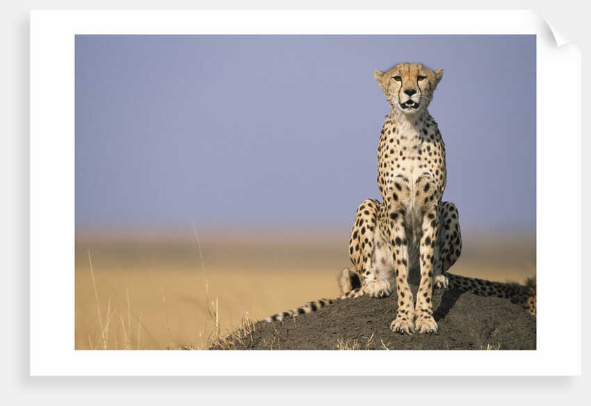 Cheetah on Termite Mound by Anonymous