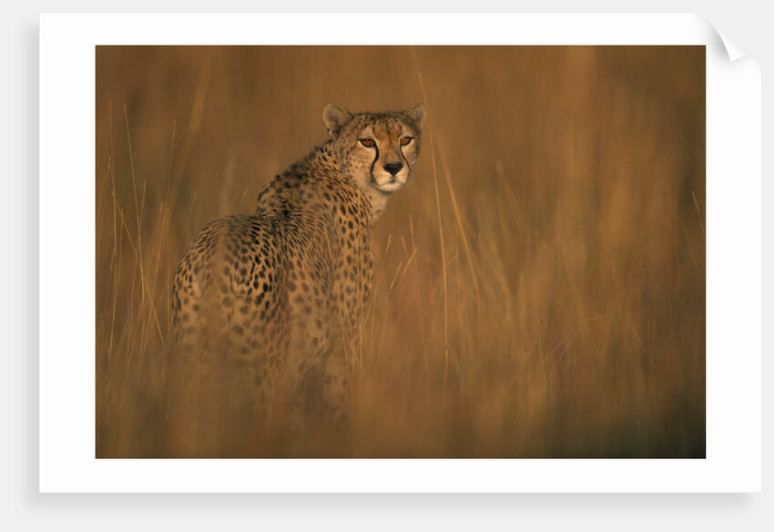 Cheetah in Grass by Anonymous