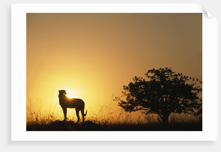 Silhouette of Cheetah and Tree by Anonymous