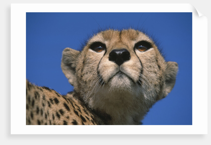 Close-up of Cheetah by Anonymous