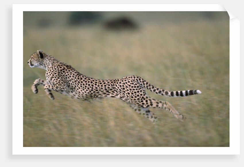 Leaping Cheetah in Grass by Anonymous