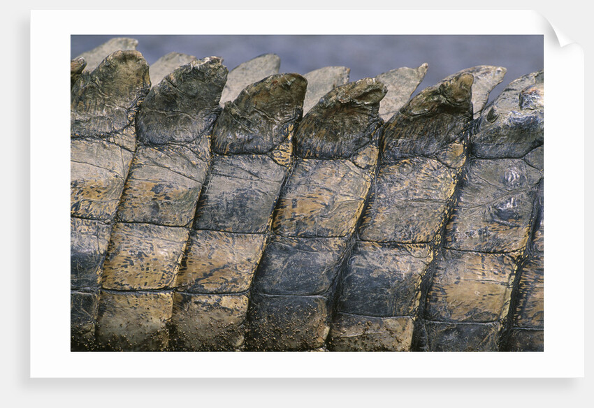 Close-up of Nile Crocodile Scales by Anonymous