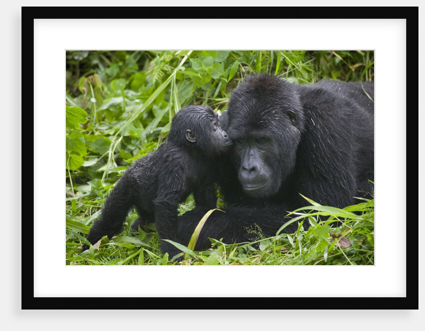 Baby Gorilla Kisses Silverback Male by Anonymous