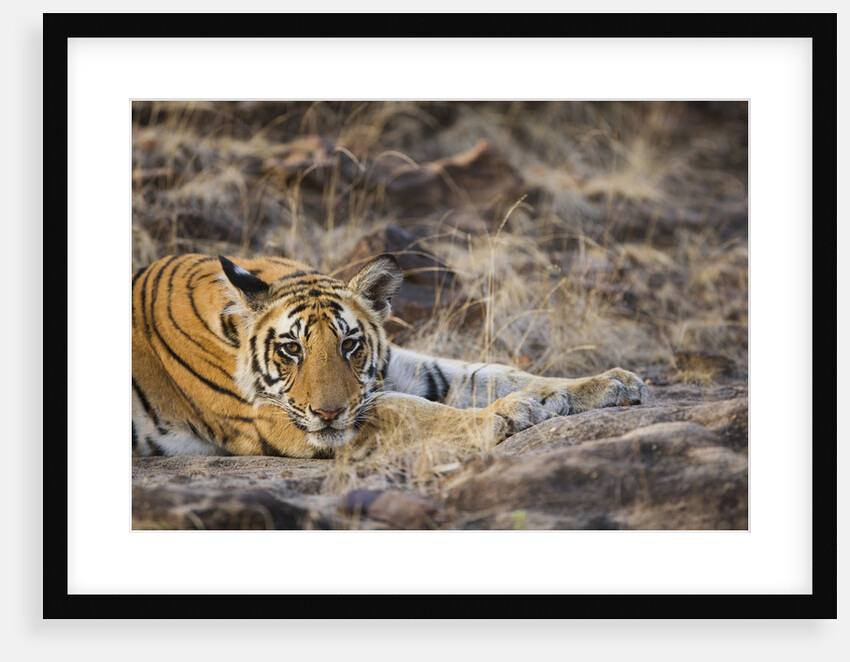 Bengal Tiger Cub Lying on Rocky Ground by Anonymous