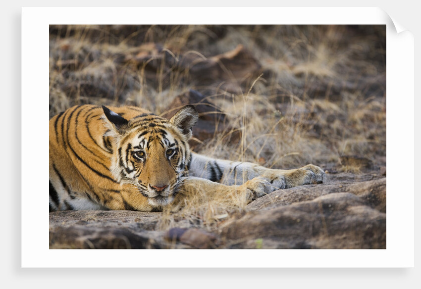 Bengal Tiger Cub Lying on Rocky Ground by Anonymous