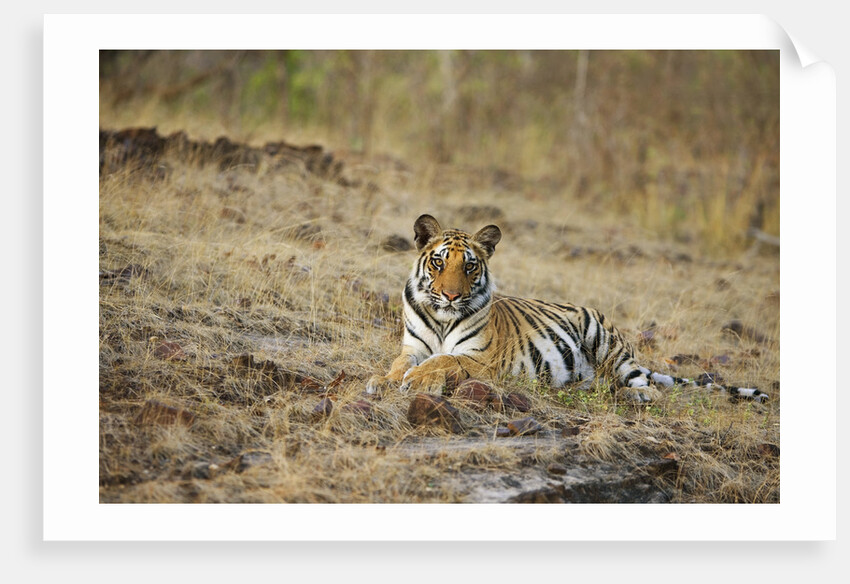 Bengal Tiger Cub Resting on Rocky Ground by Anonymous