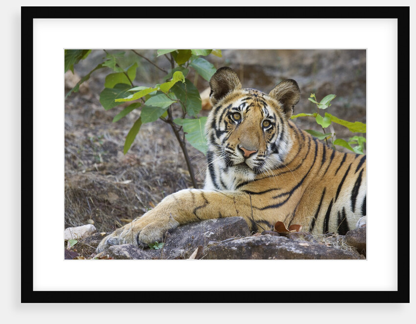 Bengal Tiger Cub Lying on Rock by Anonymous