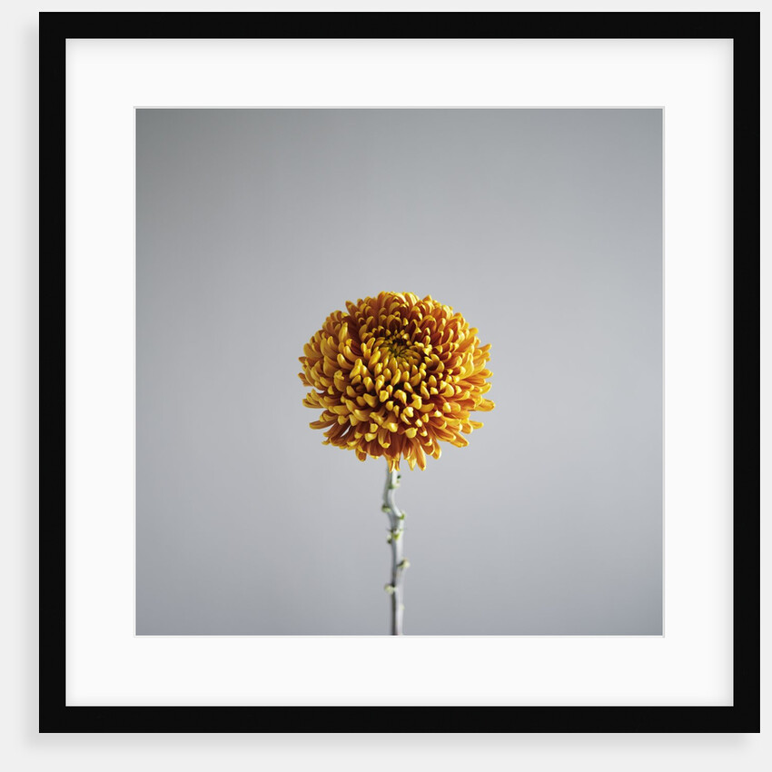 Orange Flower by Anonymous