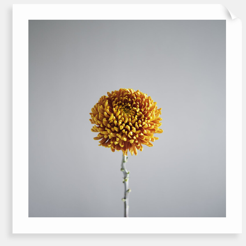 Orange Flower by Anonymous