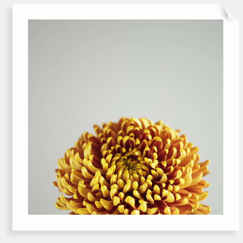 Orange Flower by Anonymous