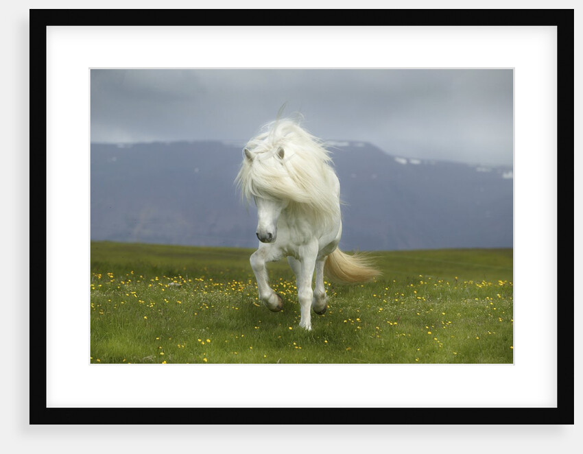 Icelandic Pony by Anonymous