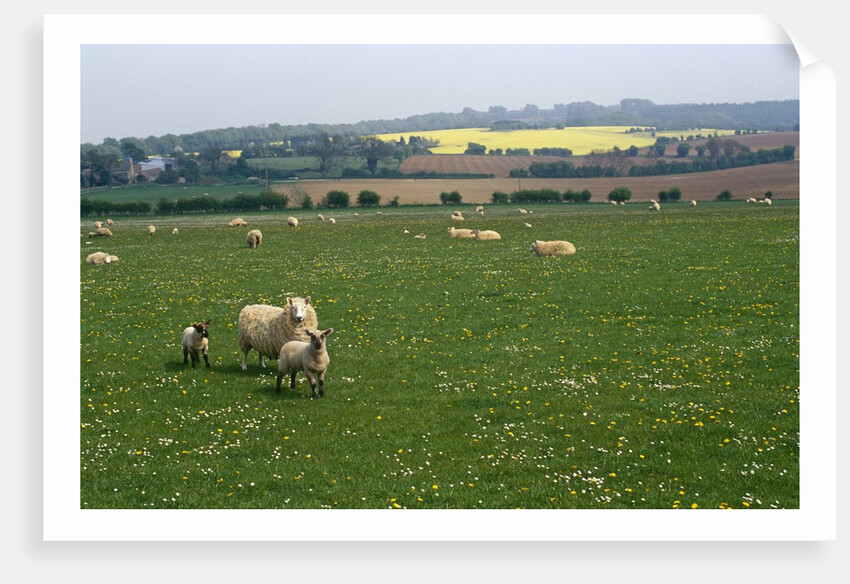 Sheep in Meadow in England by Anonymous