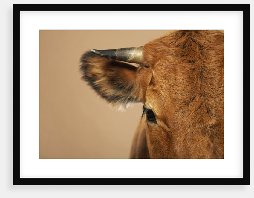Cow's Face by Anonymous