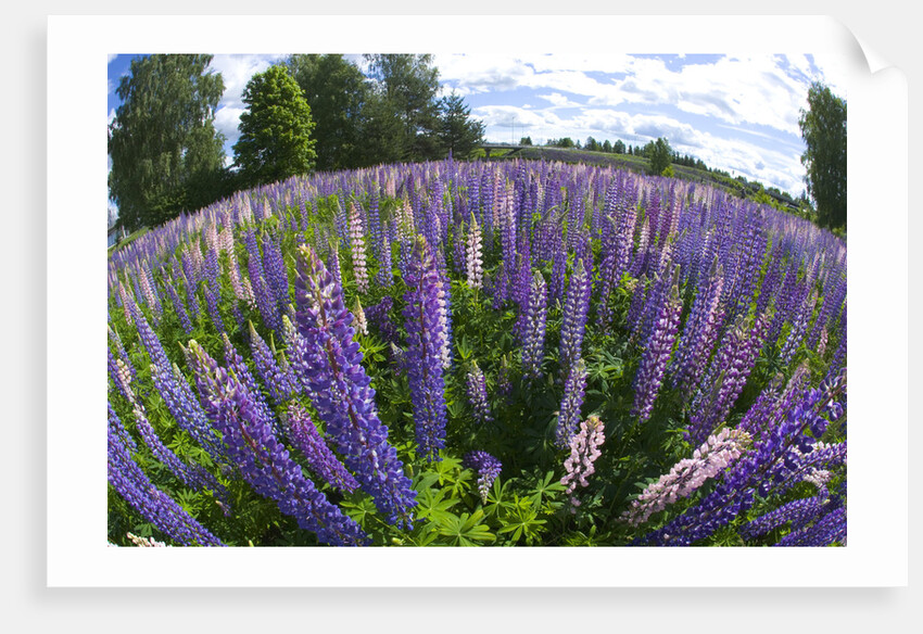 Russel Lupine in large field in Olso Norway near the airport. by Anonymous